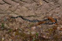 Snake project thumbnail