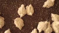 broiler counting project thumbnail
