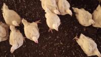 chicken counting segmentation project thumbnail