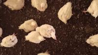 counting chickens project thumbnail