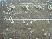 chicken-detection project thumbnail