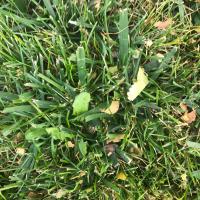 is_this_dandelion project thumbnail