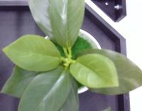 Test Leaf  project thumbnail