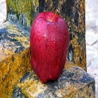 apples project thumbnail