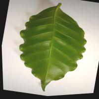Coffee Leaf Disease Detection project thumbnail