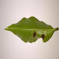 Coffee Leaf Disease Detection project thumbnail