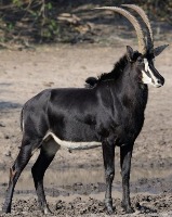 zoo image classification project thumbnail