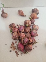 onion disease project thumbnail