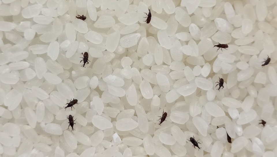 Some Stored Rice Grain Pests Object Detection Dataset by welddetection