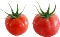 greenhouse vegetables project thumbnail