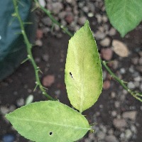 DIASES LEAFS CITRUS project thumbnail
