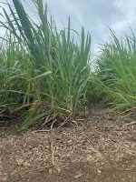 sugarcane weed detection project thumbnail