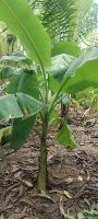 banana_weed3 project thumbnail