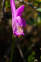 Orchid dataset project thumbnail