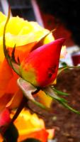 dataset rose project thumbnail