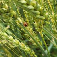 Ladybug detection project thumbnail