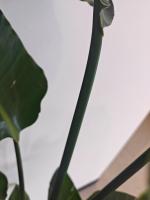 green project thumbnail