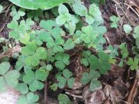 Leaf_detection project thumbnail