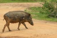 Wild animal detection project thumbnail