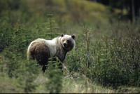 Wild animal detection project thumbnail