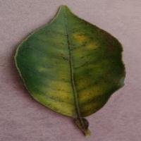 PlantesDetection project thumbnail