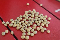 soyabean_group_dataset project thumbnail