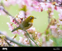 birds model project thumbnail