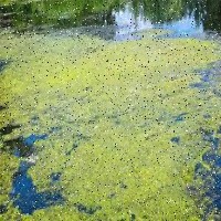 algaedetection project thumbnail