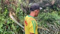 oil palm project thumbnail