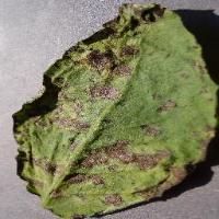 potato early blight project thumbnail