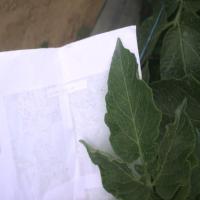 Common Scab project thumbnail