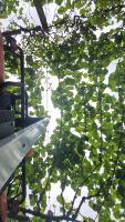 Kiwi Gold fruitlet project thumbnail