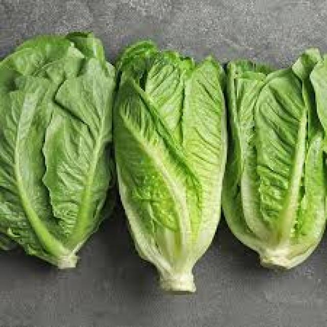 Lettuce Leaf Disease Detection Object Detection Dataset and PreTrained
