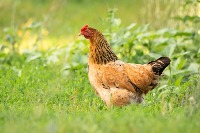 chicken project thumbnail