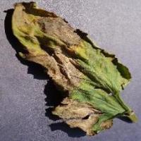 tomato late blight project thumbnail