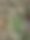 COTTON DATASET project thumbnail