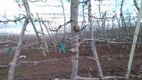 dormant_tree project thumbnail