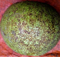 Guava_Instance Segmentation project thumbnail