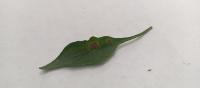 Leaf_disease_detect project thumbnail