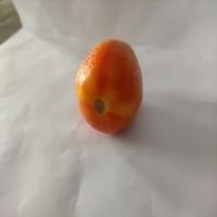 Tomatoes project thumbnail