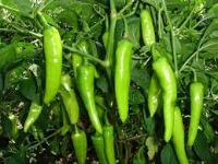 Green Chilli project thumbnail