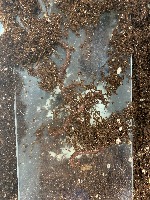 worms project thumbnail