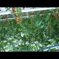 tomato project thumbnail