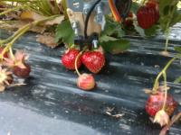 strawberry_ripen project thumbnail