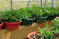 Gnuts Leaf-spot Classification project thumbnail