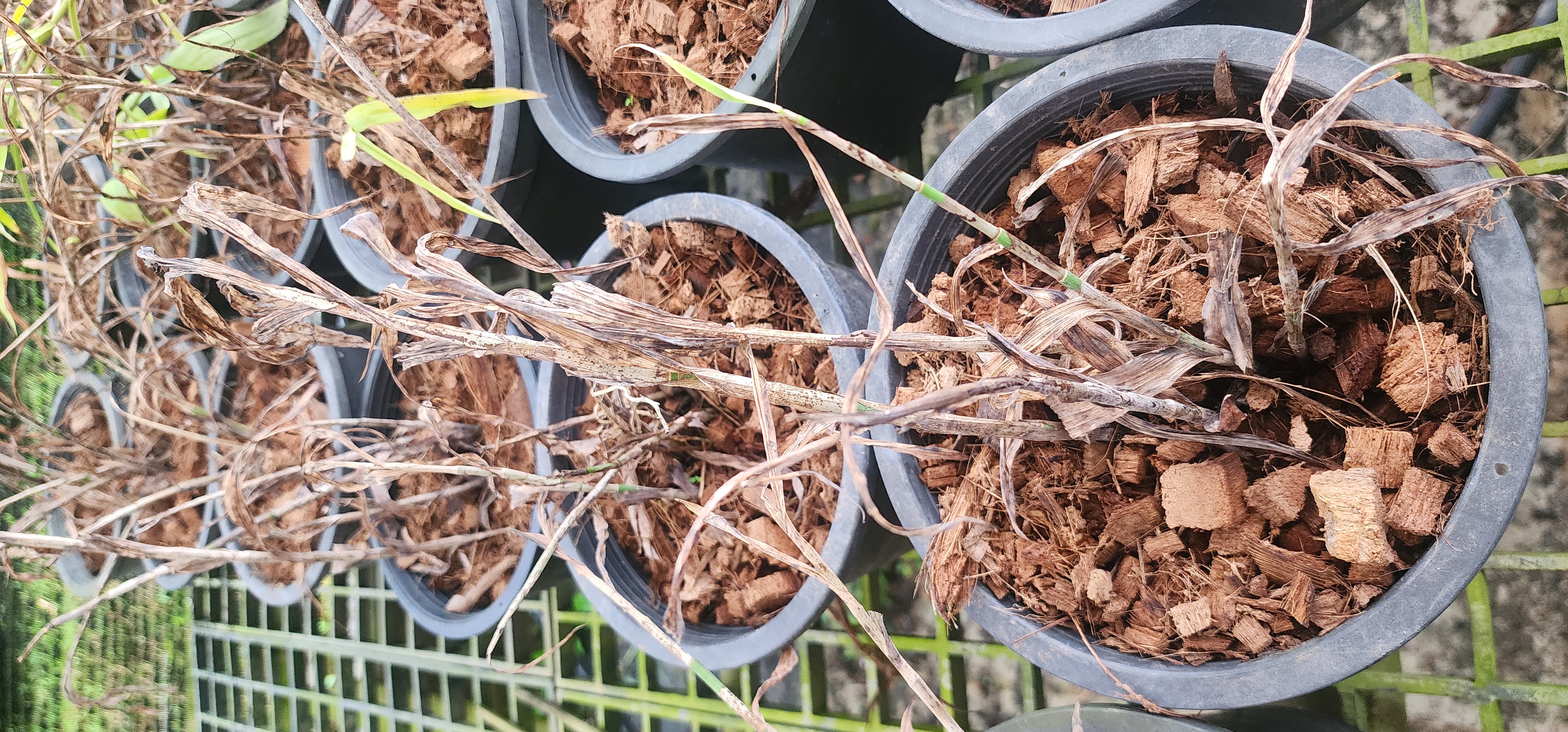PlantHealth Object Detection Model by Leafit
