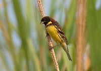 dog cat bird project thumbnail