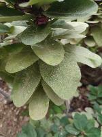 Leaf Diseases Detection project thumbnail