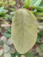 Euphorbia Milii Leaves project thumbnail