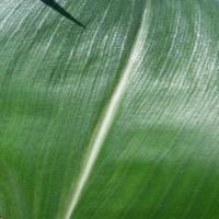 Leaf Disease duplicate prjct project thumbnail